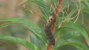 6.8K views · 348 reactions | Looking like an Elephant's trunk, Elephant Hawk-moth caterpillars are large with eye-spots to deter predators. #MothsMatter Feeding on Rosebay Willowherb and fuchsias, they can be found right now across the UK and Ireland. butrfli.es/Elephant_Hawk Video thanks to Hugo Nissen | Butterfly Conservation | Facebook