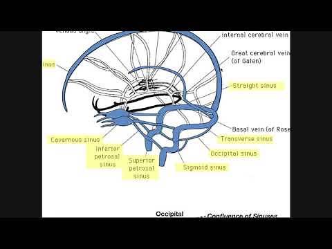 Cranial Sinuses | Anatomy & Ordered Flow of Venous Blood
