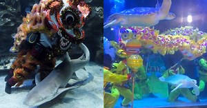 From Lion To Dragon: Aquaria KLCC Brings Dragon For A Swim With Sharks & Turtles        This CNY