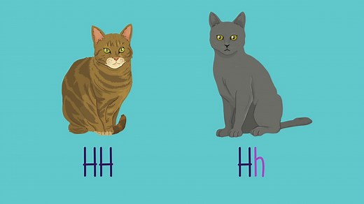 Genetic inheritance - Reproduction and genetics: Video playlist - BBC Bitesize