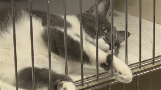 Local pet owners surrender animals at record numbers amid shutdown, rising costs