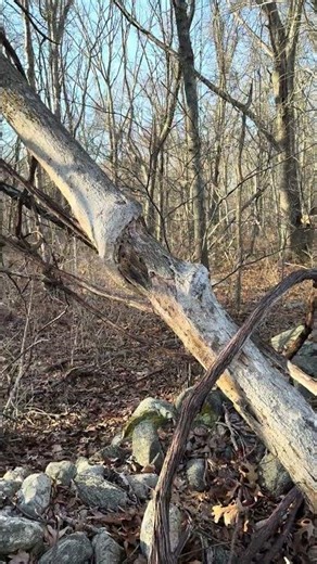 15 Seconds With Some Bare Twisted Trunks #presence #nature #tranquility