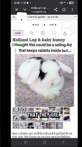 I Thought It Was A Good Selling Ad Kepping Them Inside But...🤨 #animals#fyp#pets#shorts#education