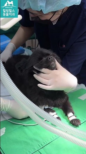 강아지호흡마취의 과정[힐링힐스동물치과]