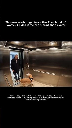 UNBELIEVABLE: Smart Service Dog Operates Elevator By Itself For Elderly Man!