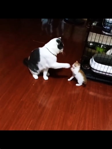 Amazing Cat Reflexes: Watch Their Incredible Reactions