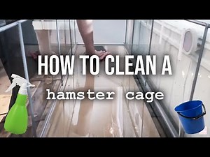 How to clean a hamster cage
