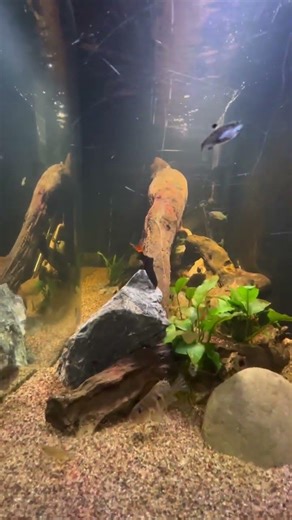 My 90 gallon community tank