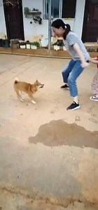 老柴捉小鸡！！最会玩的还是它！！#狗仗人势 #人狗大战