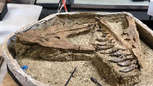 Researchers Believe This Fossil Will Decide Whether The Mysterious "Mini" T. Rex Actually Exists