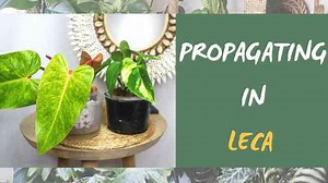 Leca Propagation Made EASY Beginners' Guide Pt 1