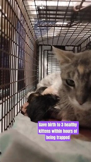 3 newborn kittens with their feral mom #TNR #TNRsaveslives #kittens