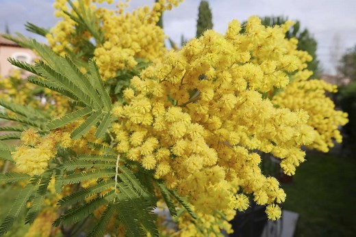 Le mimosa : conseils de plantation et d’entretien | Truffaut