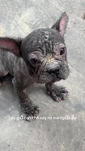 835K views · 10K reactions | Cuộc Đời Bất Công!! Đúng Đen Như Chó...