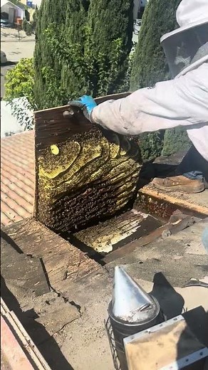 Chula Vista Castle Park: 60,000 Bees in Roof! 🤯 MJC Live Bee Removal