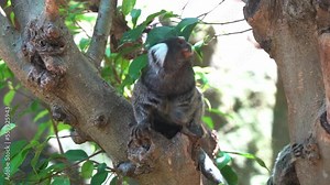 Wildlife close up shot of a cute little common marmoset, callithrix jacchus sitting on top of the tree, wondering around its surrounding environment.