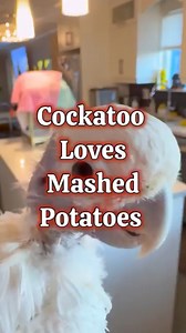 70K views · 4K reactions | Coco loves her mashed potatoes! #potato #mashedpotatoes #cuteanimals #dance | Lucky Lou and Coco Too | Facebook