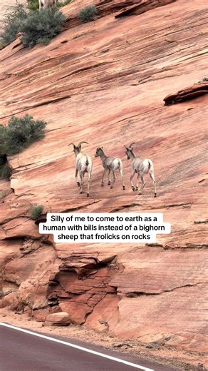 Bighorn Sheep vs. Human: A Bill-Paying Predicament
