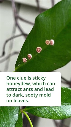 Scale Insects on Plants: Warning Signs to Check 👀