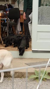 A gift in your will can transform the lives of blind or vision impaired people and the families of children with autism. | Irish Guide Dogs for the Blind