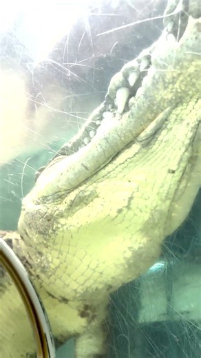 "Hunted" By A Crocodile... (Part 2/2) #crocodile #aligator #florida #miami #zoo