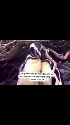 ain't no way penguins are cheaters too ain't nobody safe #fypシ゚viral #fyp #chisme