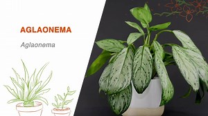 Becoming a master indoor gardener just got a little easier. We’re launching a new series on #houseplant care with help from our Garden Center expert, Eileen. Check out her favorite 7 easy indoor plants and you’ll be well on your way to your own indoor jungle. https://thd.co/2P96kFB | The Home Depot