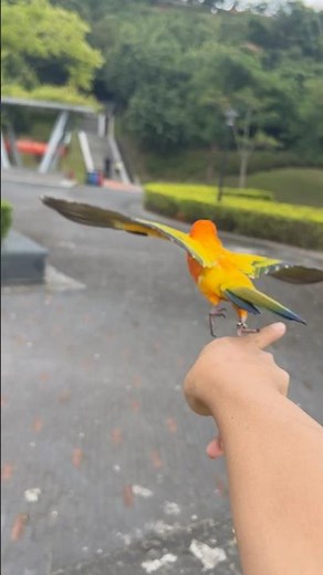 Sun conure free-flight training in the wild, returning to its owner. #sunconure