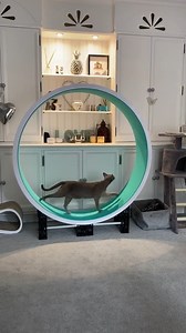 38 reactions · 21 comments | Rambo enjoying his new cat wheel New wheels on their way due to dock next week Payment plan offered Cat wheels provide fun, exercise and mental stimulation for your little tiger, all vital for a healthy and fullfilled indoor life. 1 wheel left in stock ready for shipping out. | Cazami Cat Exercise Wheel | Facebook