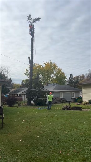 Love a smooth top drop! | C’s Tree Removal Service
