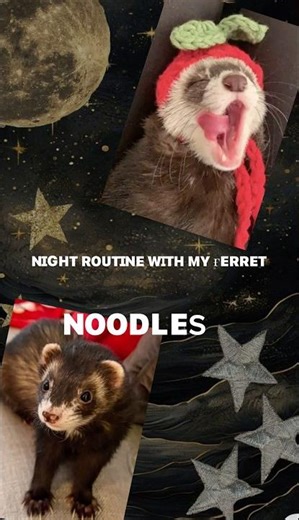 Night routine #ferret cute