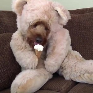 1.9K views · 200 reactions | It's a dog as a bear eating an ice cream cone. So nothing to see here. | PetGuide.com | Facebook