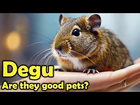 Why You Should Consider A Degu As Your Next Pet