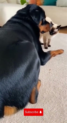 When your nap gets violently interrupted 💨😾😂 The cat did NOT sign up for this!