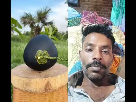 STOP SCROLLING! This Man Peels a Coconut Like It’s a Potato 😳#coconut #coconutcuttingskills