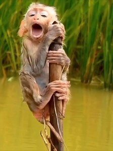 Rescue a Trapped Baby Monkey: Heartwarming Moments