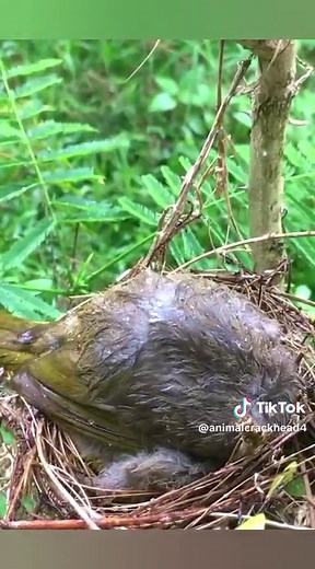 Mother’s Protective Love for Her Birds: Tender Moments
