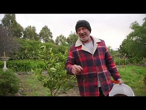 Yellow Citrus Leaves? Here are a Couple Quick Tips