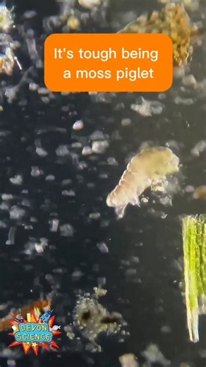 It's a tough life being a Moss Piglet! Don't let their cute clumsiness fool you though, these microscopic creatures are known for being robust 💪 Officially known as Tardigrade, but lovingly termed Moss Piglets or Water Bears, these 8-legged aquatic animals can survive extreme environments such as dessication, high & low temps, radiation, and they've also managed a trip orbiting the earth, where they were exposed to the vacuum of space and solar radiation. To survive tough conditions that most o