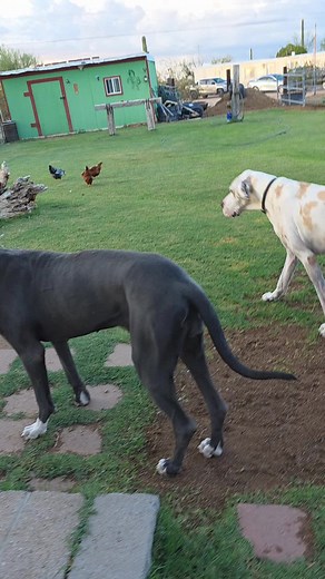 #TheDaneWhisperer #DaneFamily #fyp #TikTokFamous