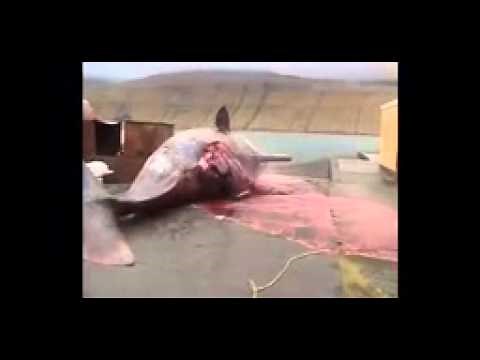 【衝撃映像】クジラが爆発する瞬間。【閲覧注意】