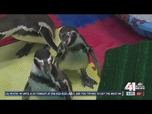 Penguins arrive for new exhibit at KC Zoo