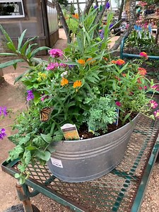 202 reactions · 19 shares | Create a Haven for Butterflies: Container Garden Workshop Saturday, June 21st, 10am-2pm (come and go) In this interactive seminar, learn how to design a pollinator-friendly container garden that's fun for the whole family! Costs will be determined by your choices. Pre-register by calling 281-341-1206. | Enchanted Gardens | Facebook