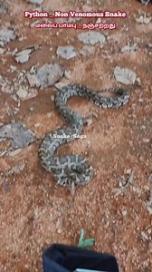 34K views · 715 reactions |  இது தான் மலைப் பாம்பு | big size python  |#shorts #snake #Snakesaga | Snake_Saga | Facebook