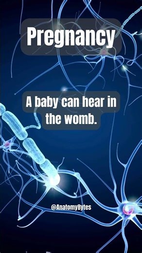 Pregnancy Basics: Stages, Timing & Hearing 🤰