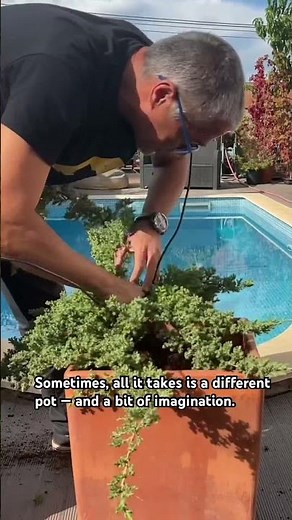 Turning a Garden Juniper into a Bonsai-Like Tree