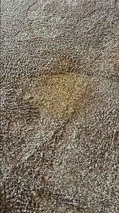 Clean carpet with a 1-hour dry time #oxifresh #carpetcleaning #encapsulation