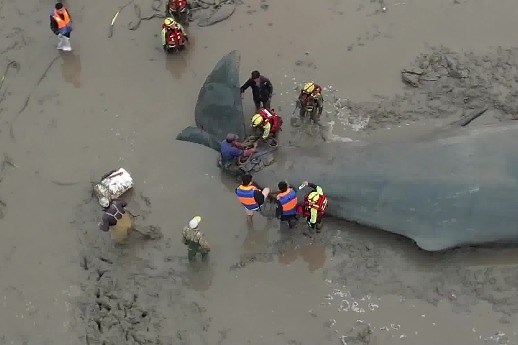 Beached whale returns to sea after 20-hour rescue