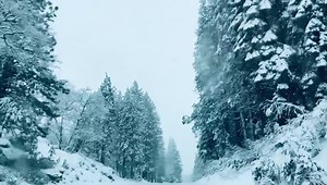 1K views · 158 reactions | Harp Twins on Reels | Facebook