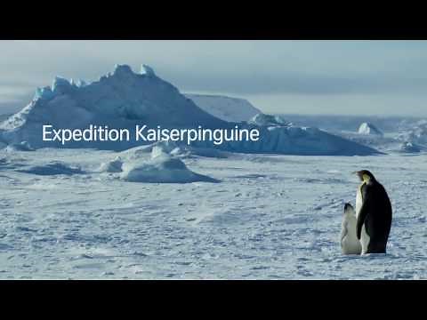 Emperor Penguins in Antarctica